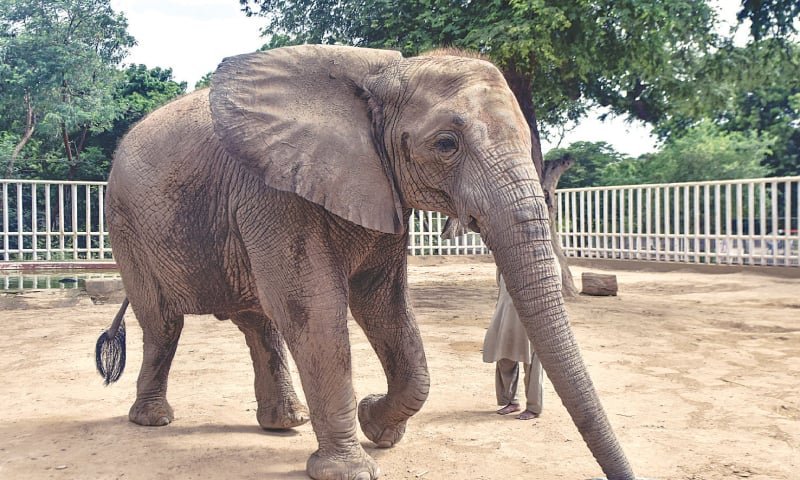 safari park karachi elephant