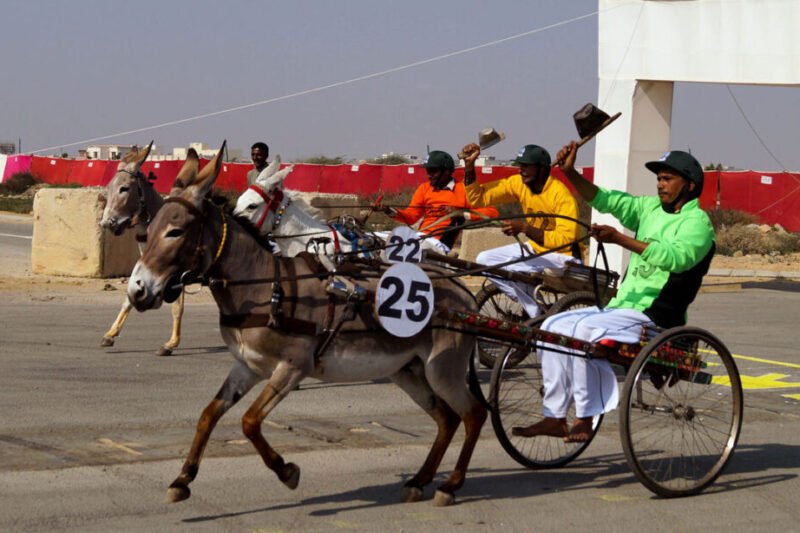 Bijli Speeds to Victory in Karachi’s Exciting Donkey Cart Race