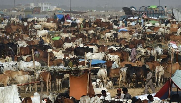 Karachi Announces 22 Designated Cattle Markets for Eid ul Adha 2024