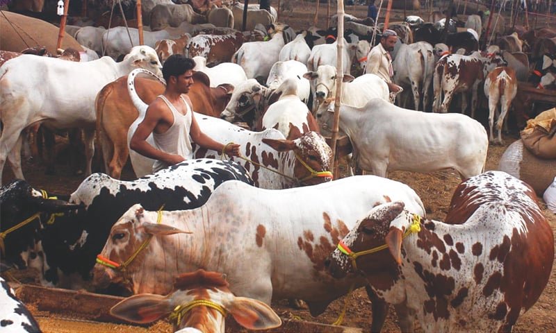 Karachi Commissioner Cracks Down on Illegal Cattle Markets