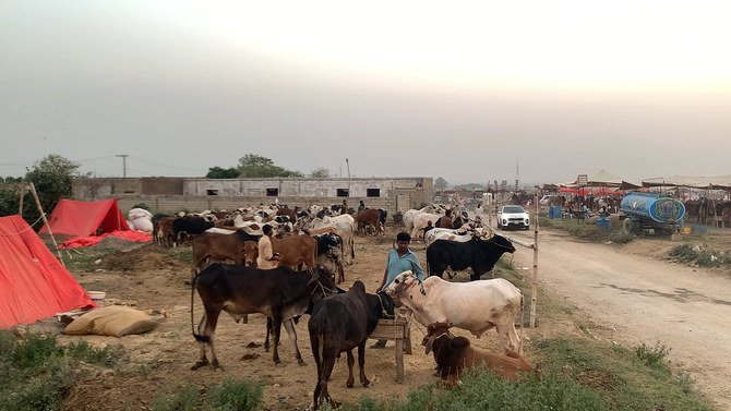 Immediate Removal of Cattle Market from Karachi Playground Ordered by Sindh High Court