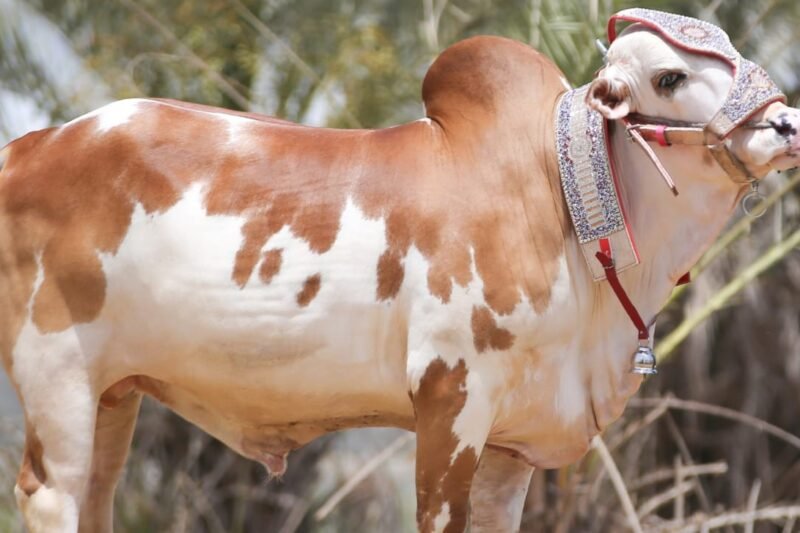 Karachi Cattle Market Sees Drop in Sacrificial Animal Prices Ahead of Eid-ul-Azha