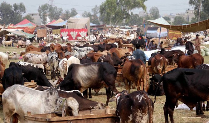 Prices of Sacrificial Animals Decrease at Karachi Cattle Market Ahead of Eid-ul-Azha