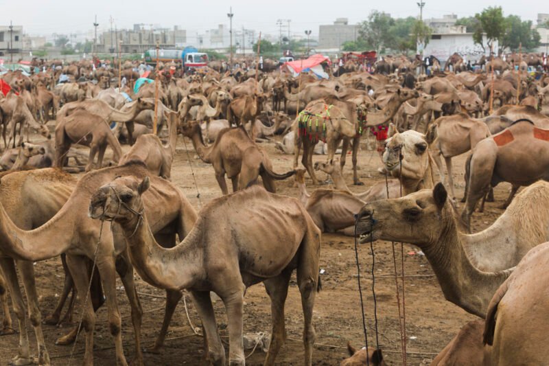 Sindh Governor to Sacrifice 100 Camels for Eid ul-Adha 2024