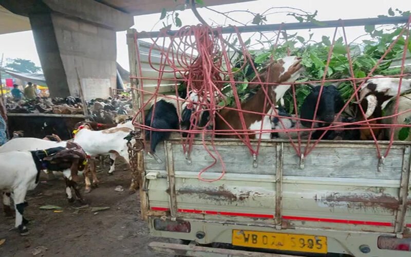 Truck Loaded with Goats Hijacked in Karachi’s Gulistan-e-Jauhar