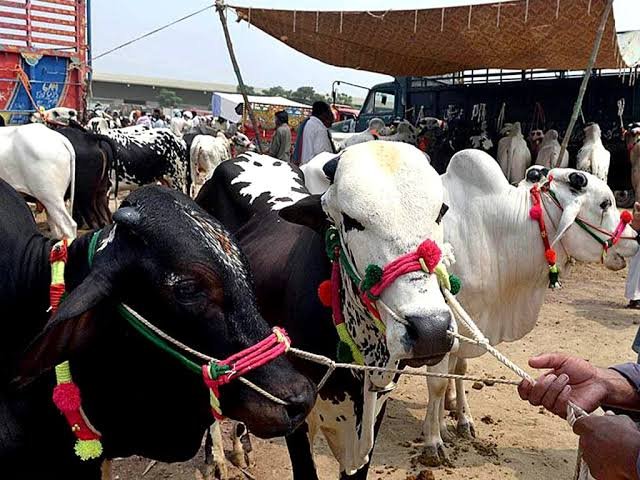 Karachi’s Cattle Market Charms with ‘Bablu and Ranjha’