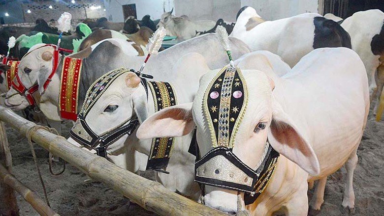 Crackdown on Illegal Cattle Markets in Karachi: 33 Markets Dismissed