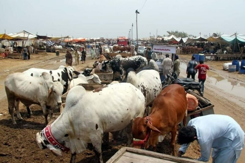 Sindh High Court Summons Official Over Cattle Market Dispute in Karachi